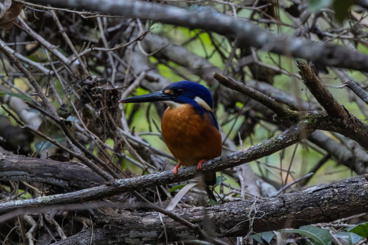 Azure Kingfisher - ML623869678