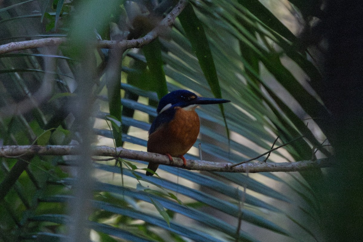 Azure Kingfisher - ML623869680