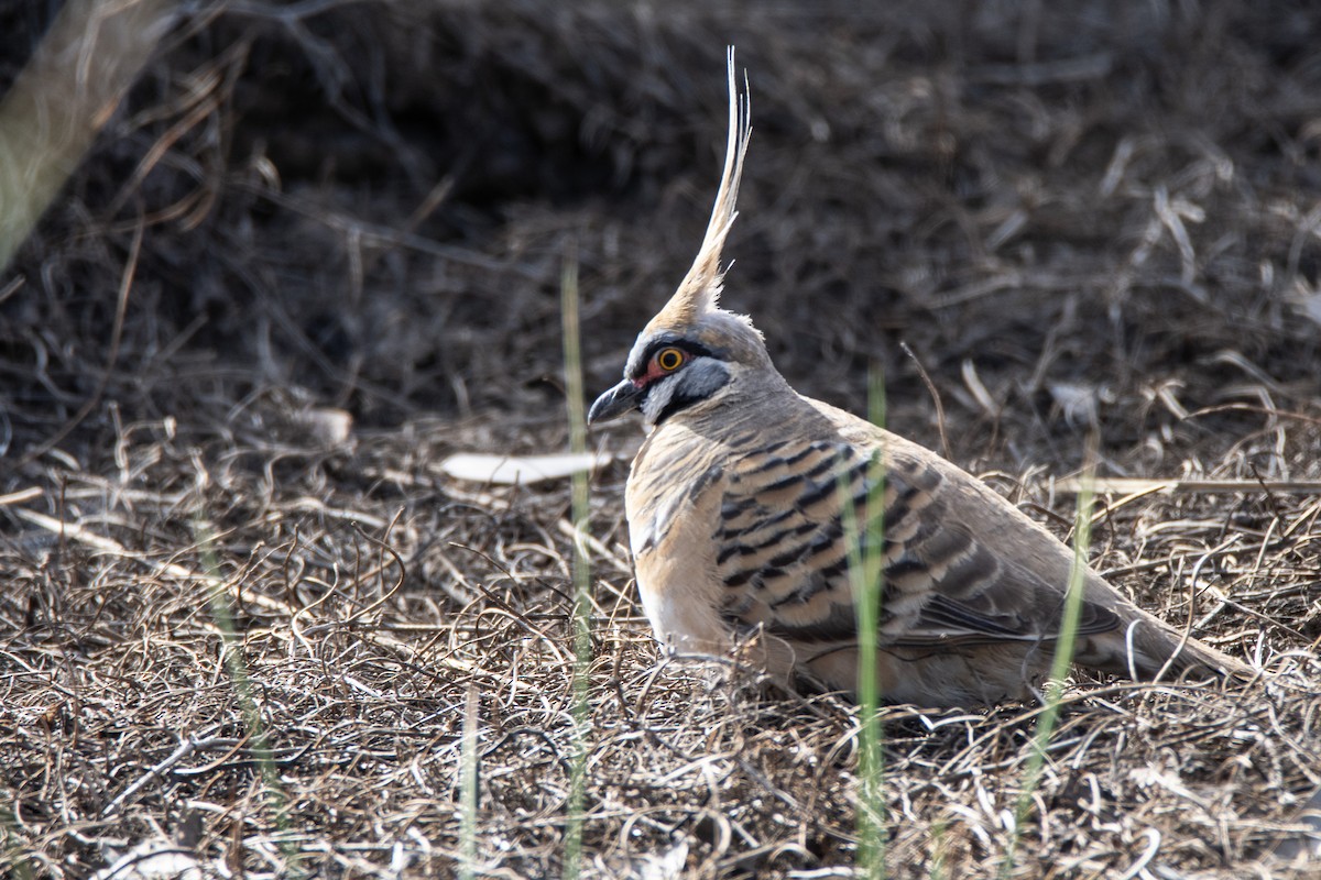 Spinifex Pigeon - ML623869743