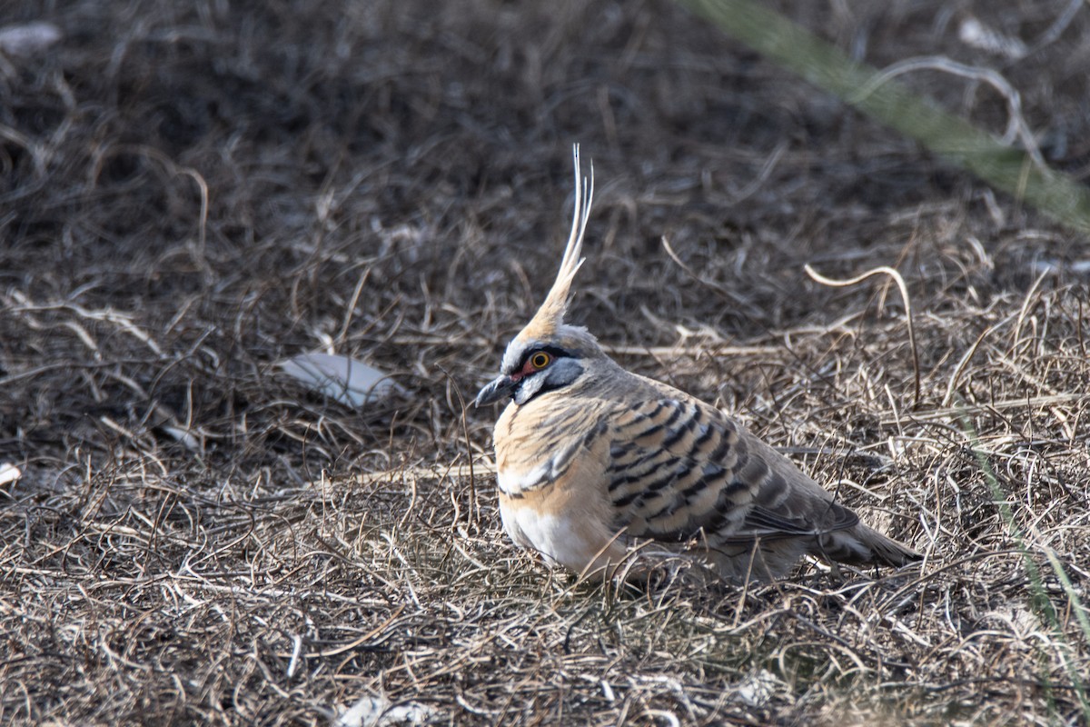 Spinifex Pigeon - ML623869748