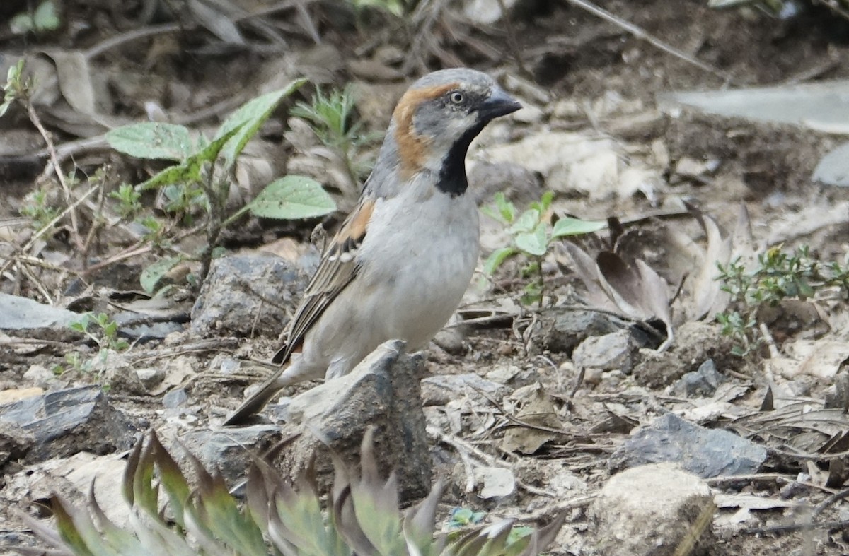 Kenya Rufous Sparrow - ML623869749