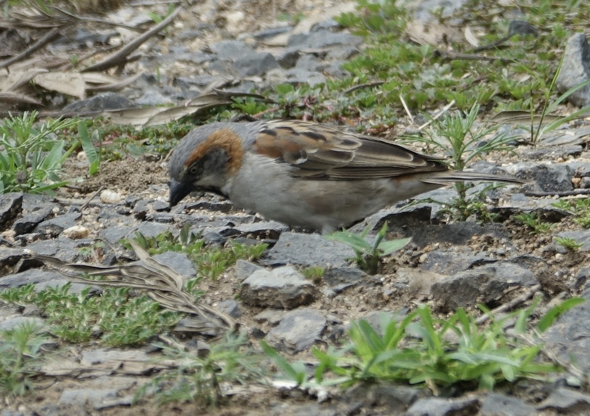 Kenya Rufous Sparrow - ML623869750