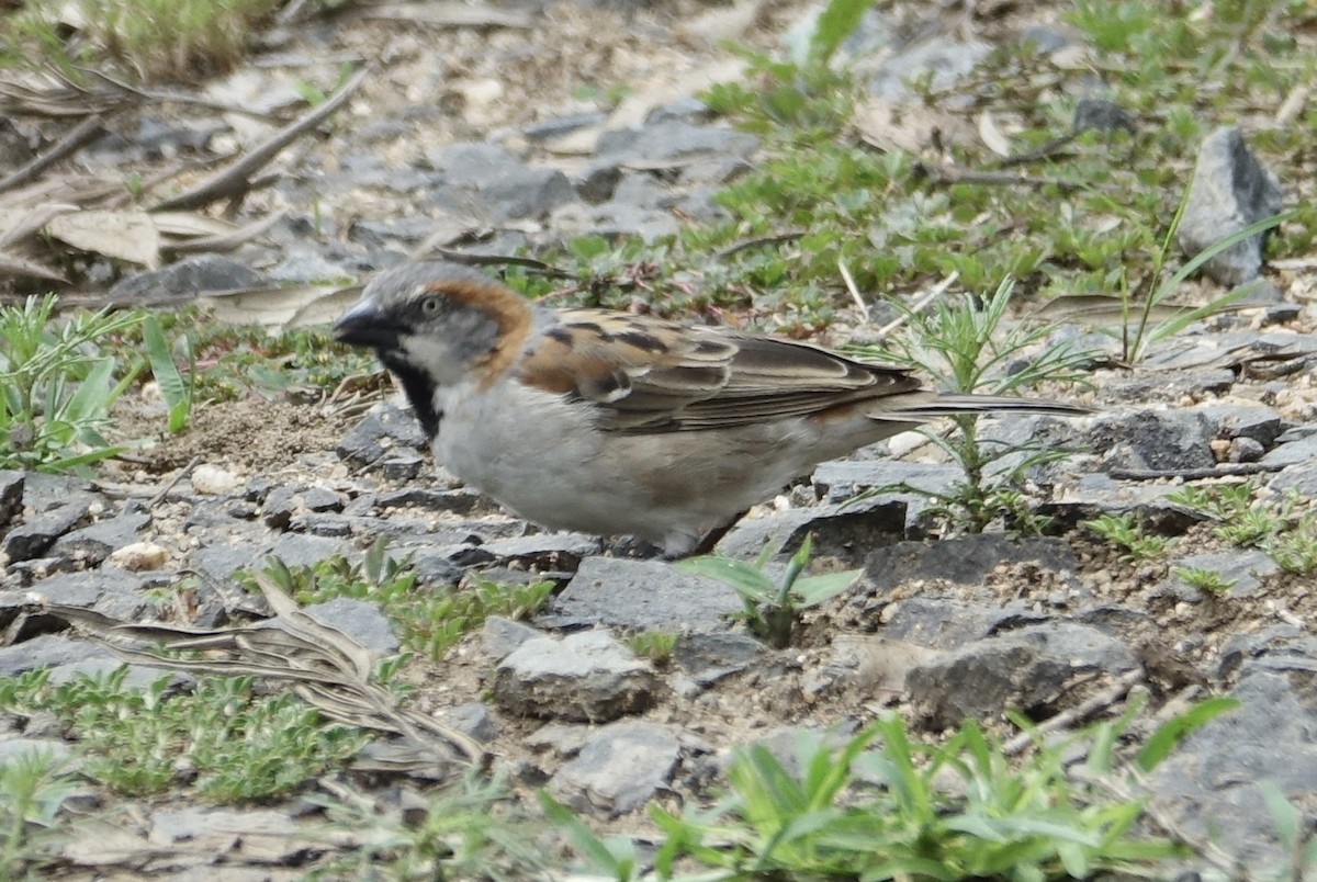 Kenya Rufous Sparrow - ML623869751