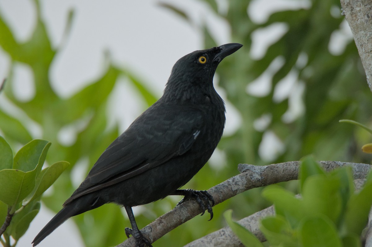 Micronesian Starling - ML623869755