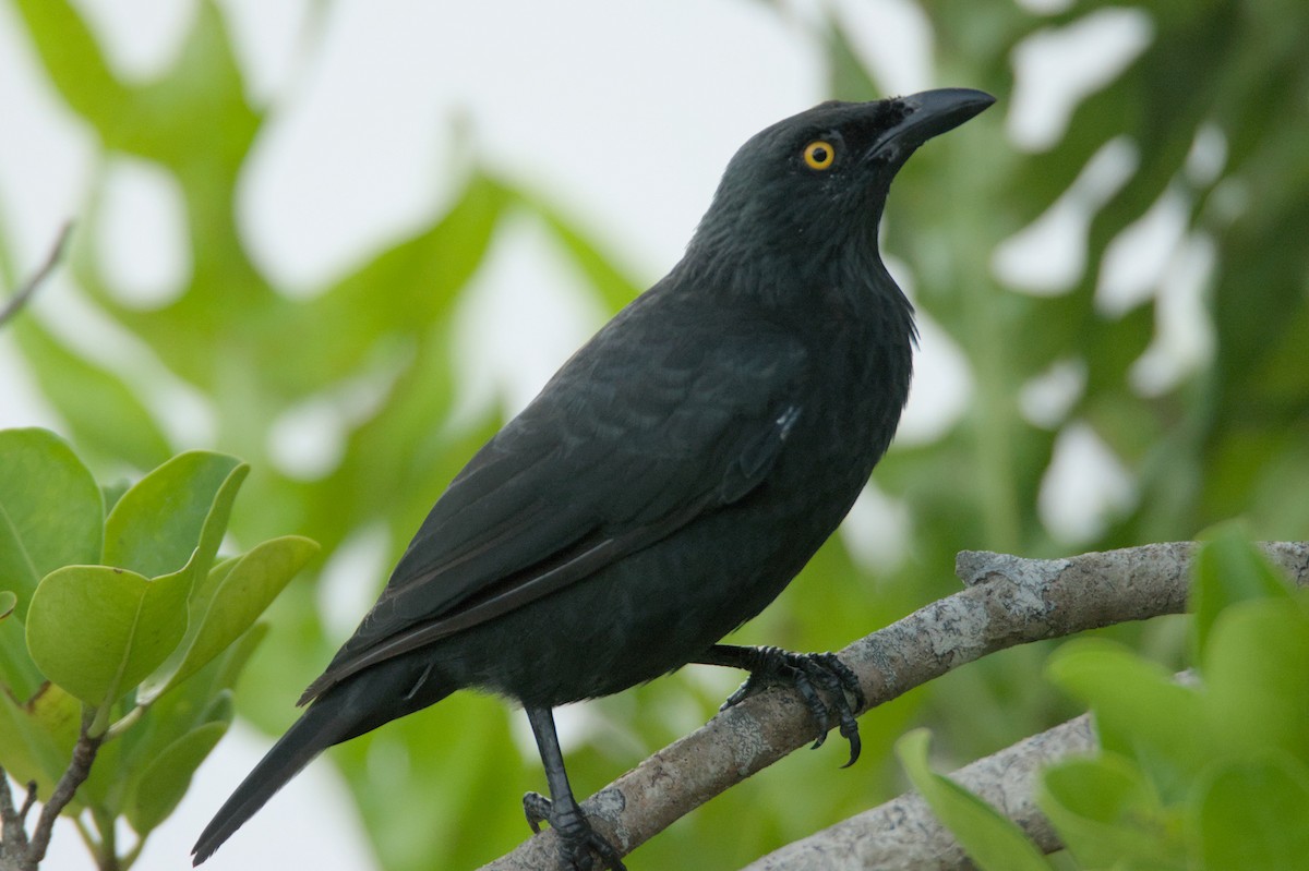 Micronesian Starling - ML623869756