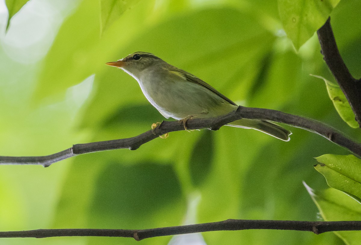 Mosquitero Coronado - ML623869780