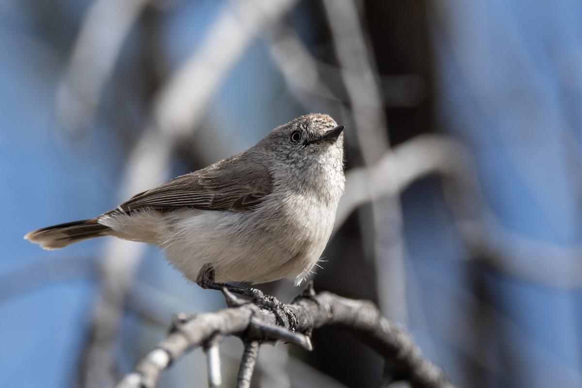 Chestnut-rumped Thornbill - Owen  Lawton