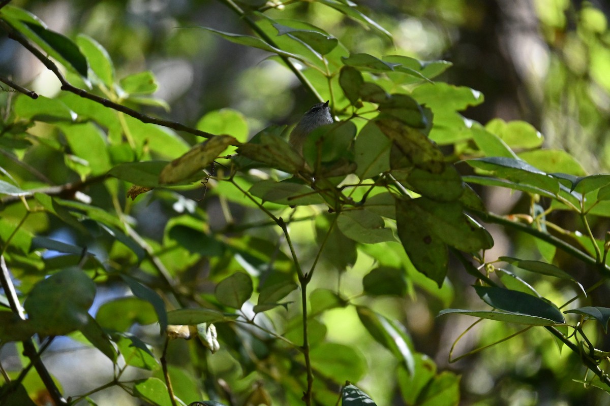 Brown Thornbill - Hitomi Ward