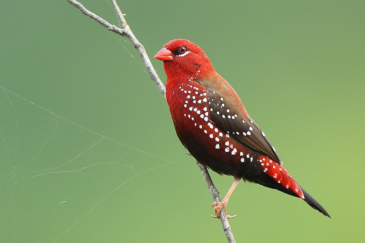 Bengalí Rojo - ML623869872