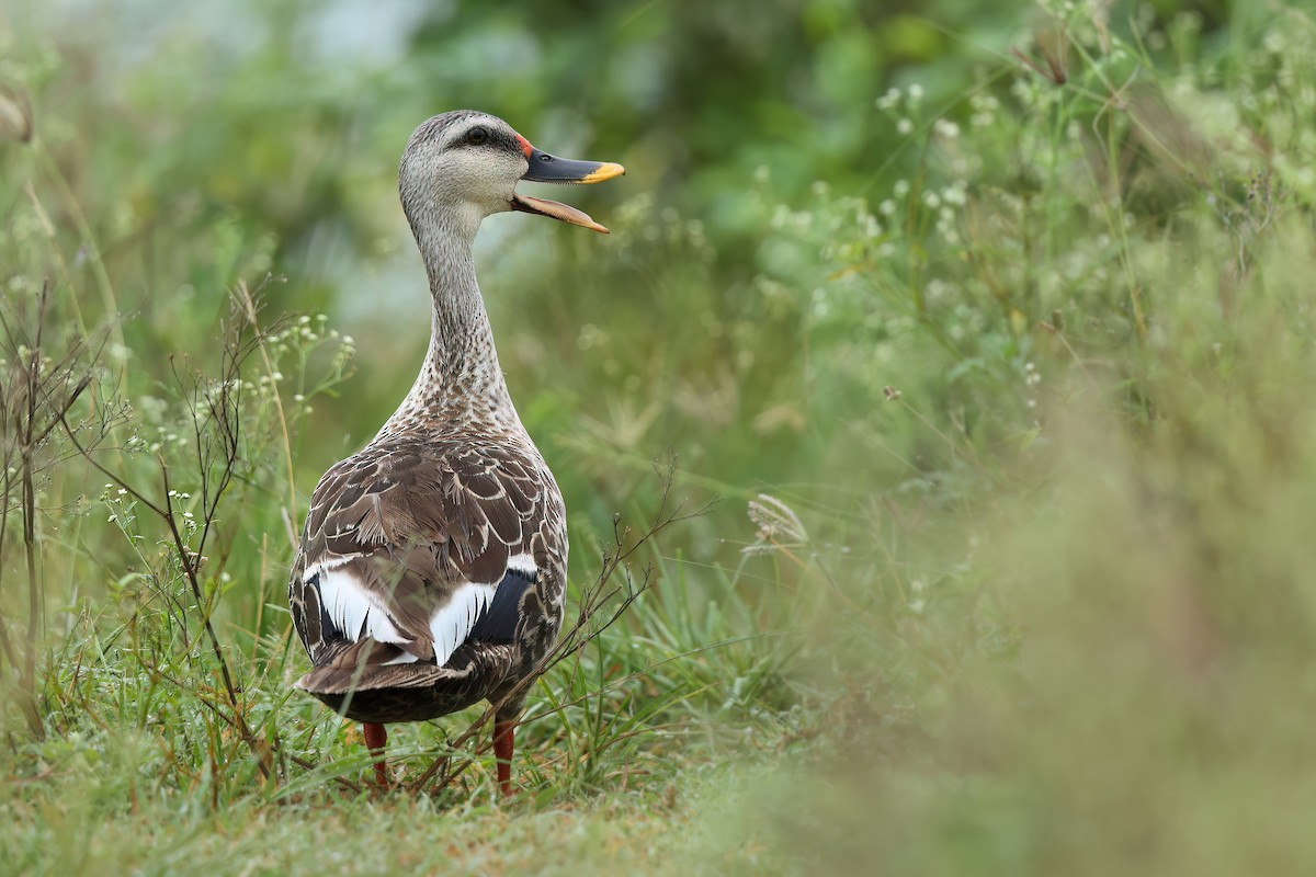 Indian Spot-billed Duck - ML623869883