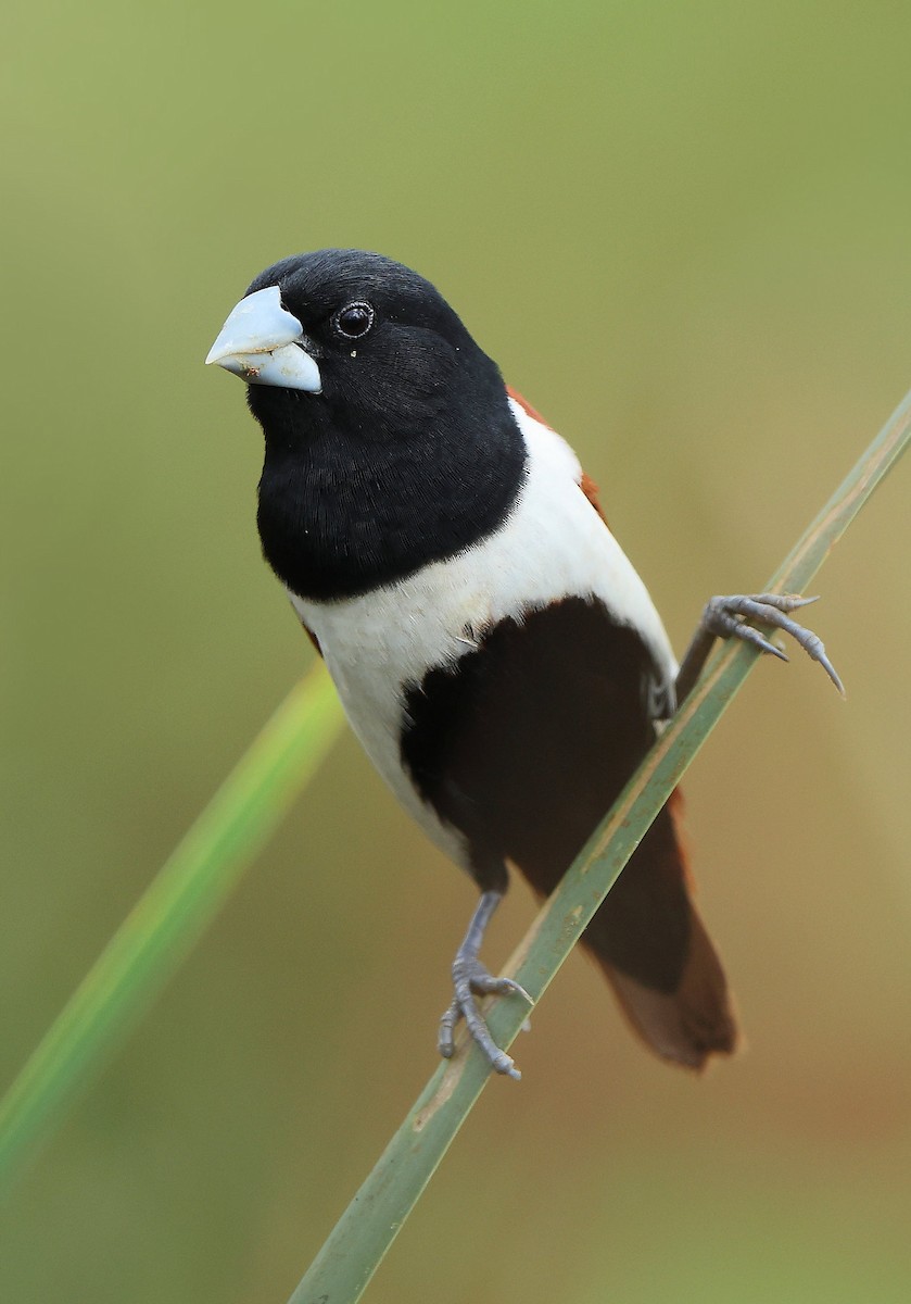 Tricolored Munia - Albin Jacob