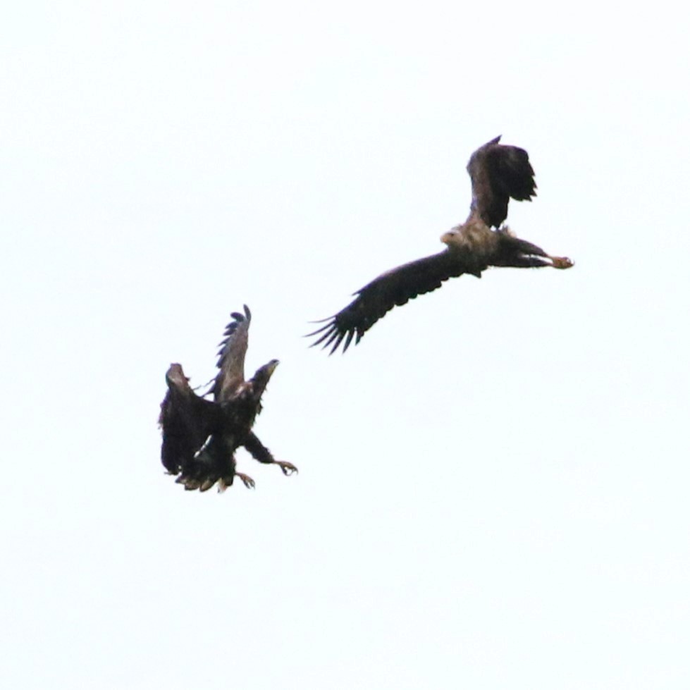 White-tailed Eagle - ML623869910