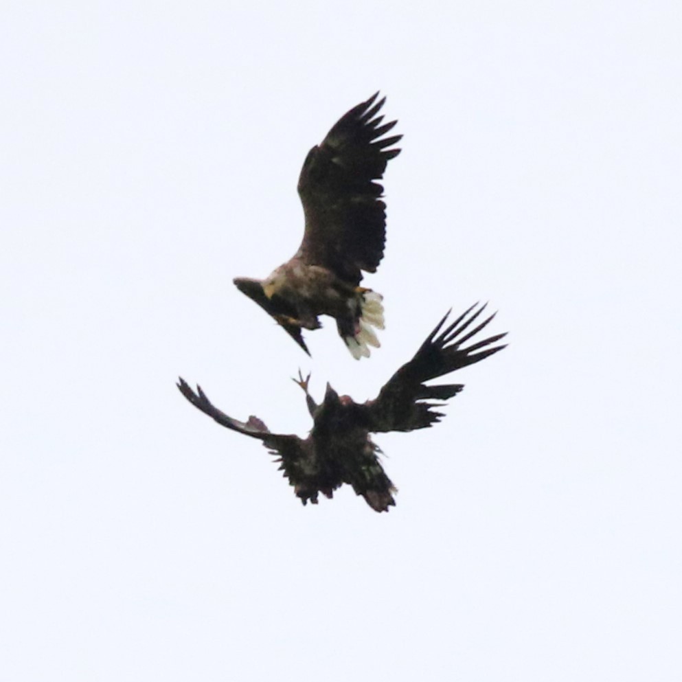 White-tailed Eagle - ML623869911