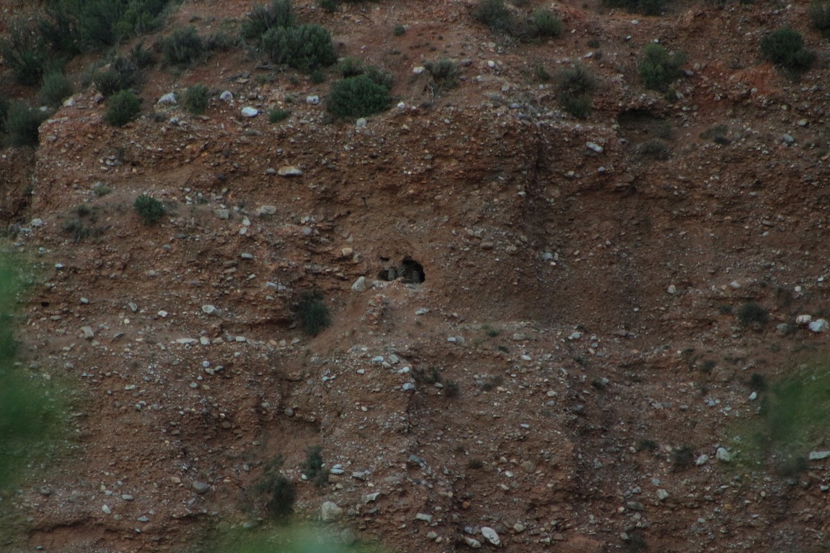 Eurasian Eagle-Owl - ML623869921