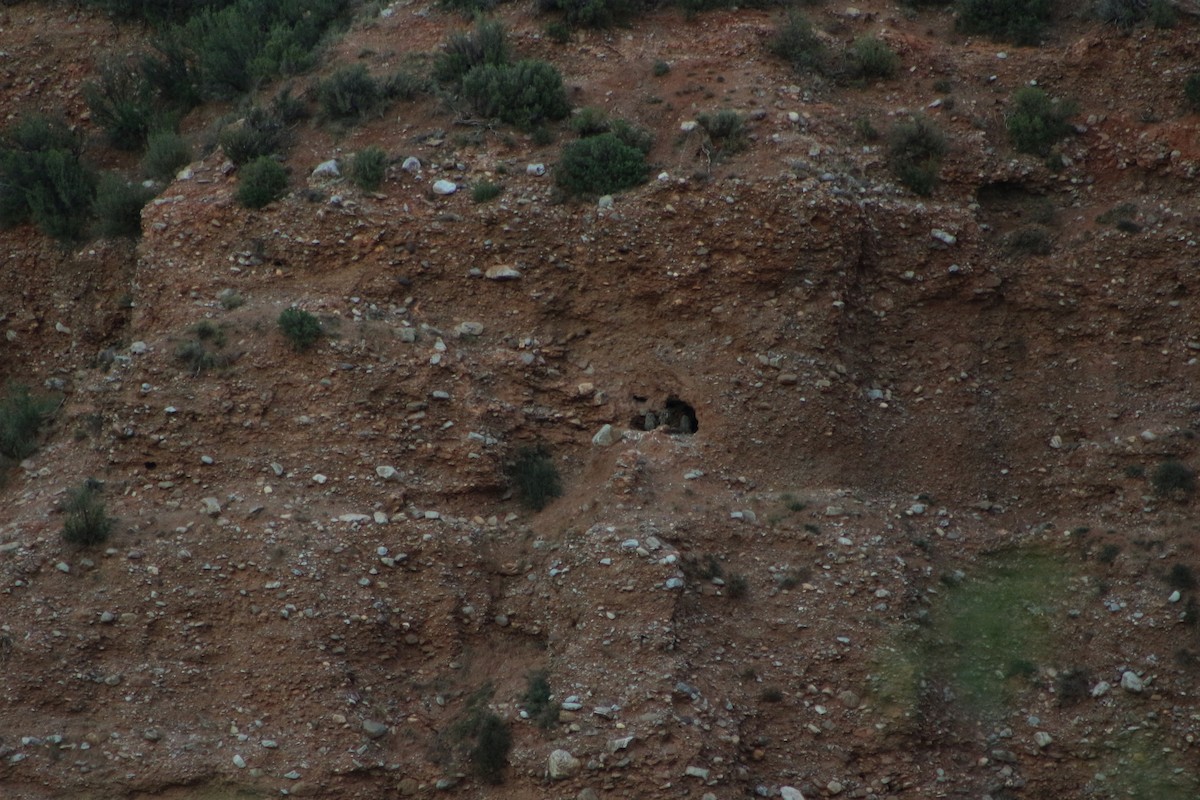 Eurasian Eagle-Owl - ML623869923