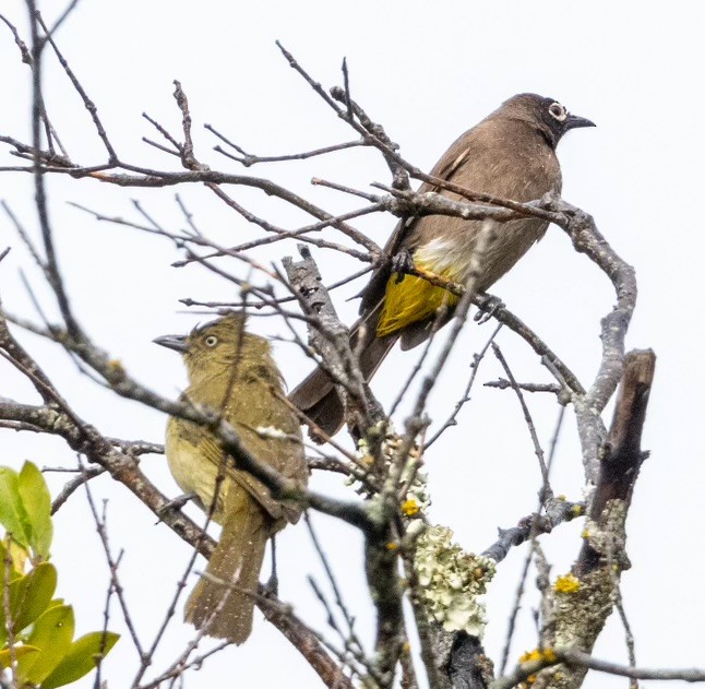 Sombre Greenbul - ML623869924