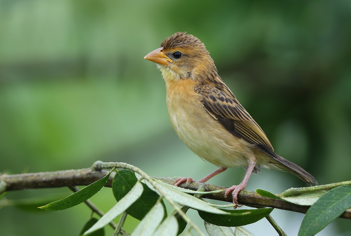 Baya Weaver - ML623869950