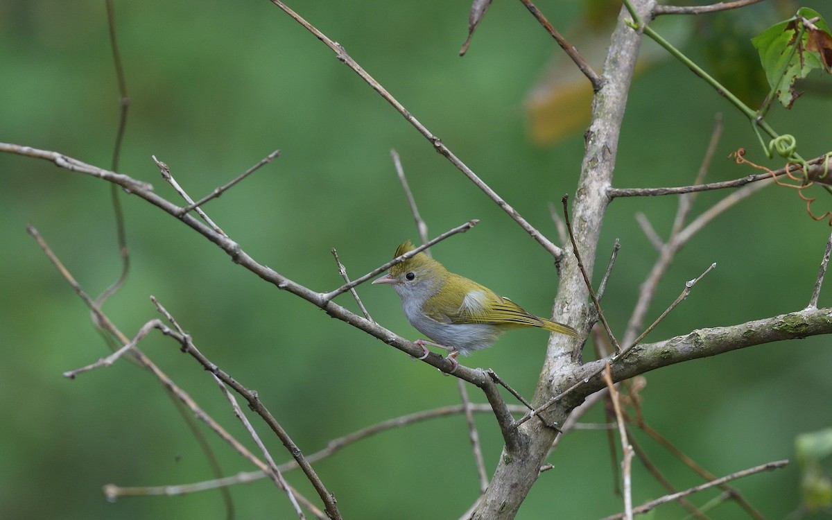 White-bellied Erpornis - ML623869954