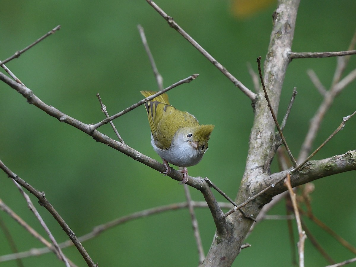 White-bellied Erpornis - ML623869955