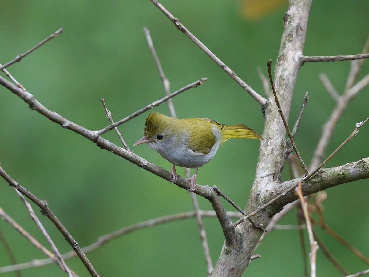 White-bellied Erpornis - ML623869956