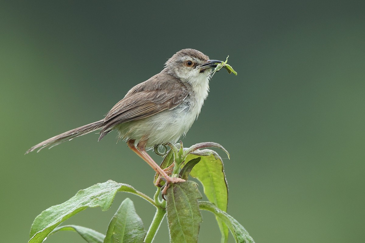 Plain Prinia - ML623869964