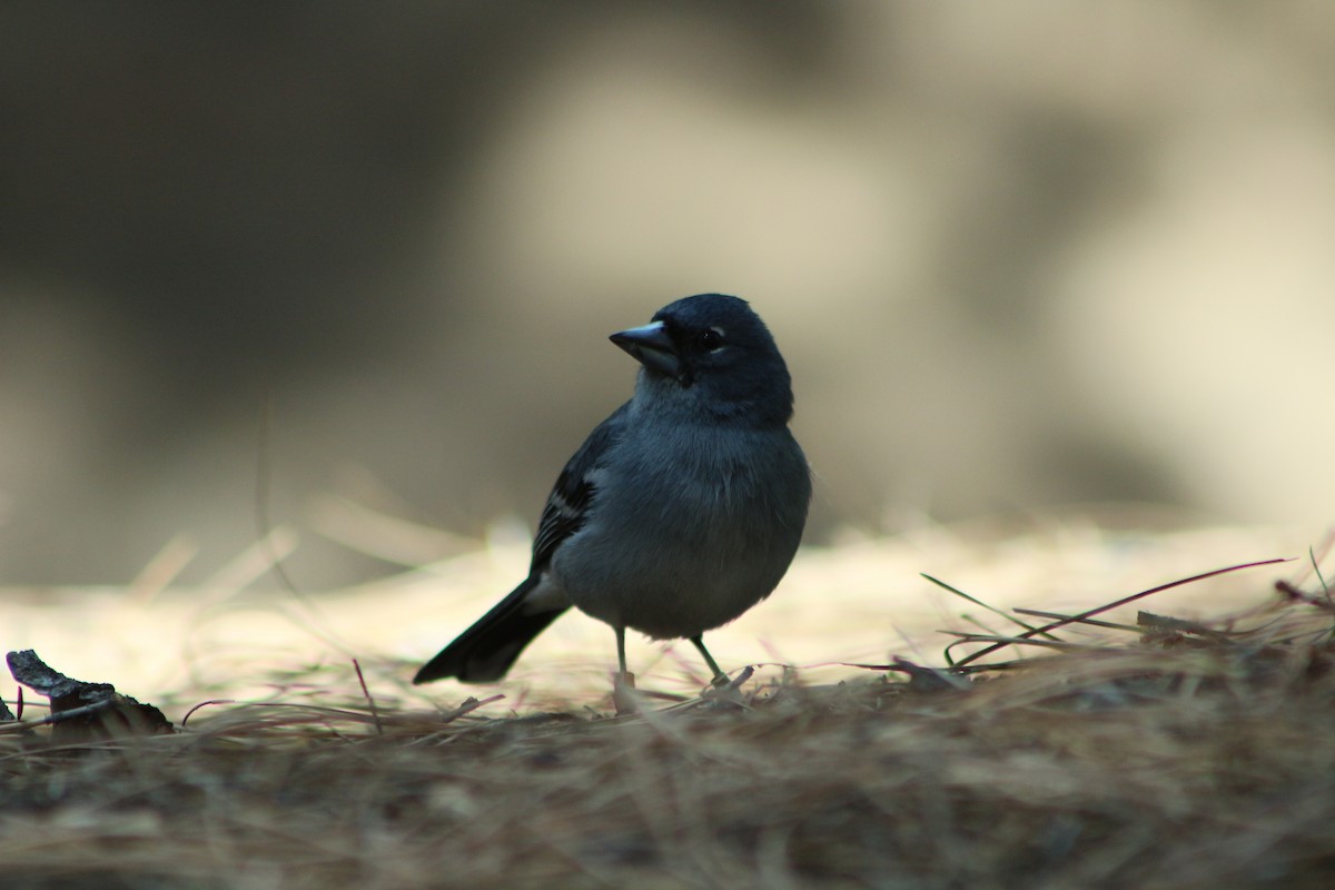 Gran Canaria Blue Chaffinch - Julián Encinas