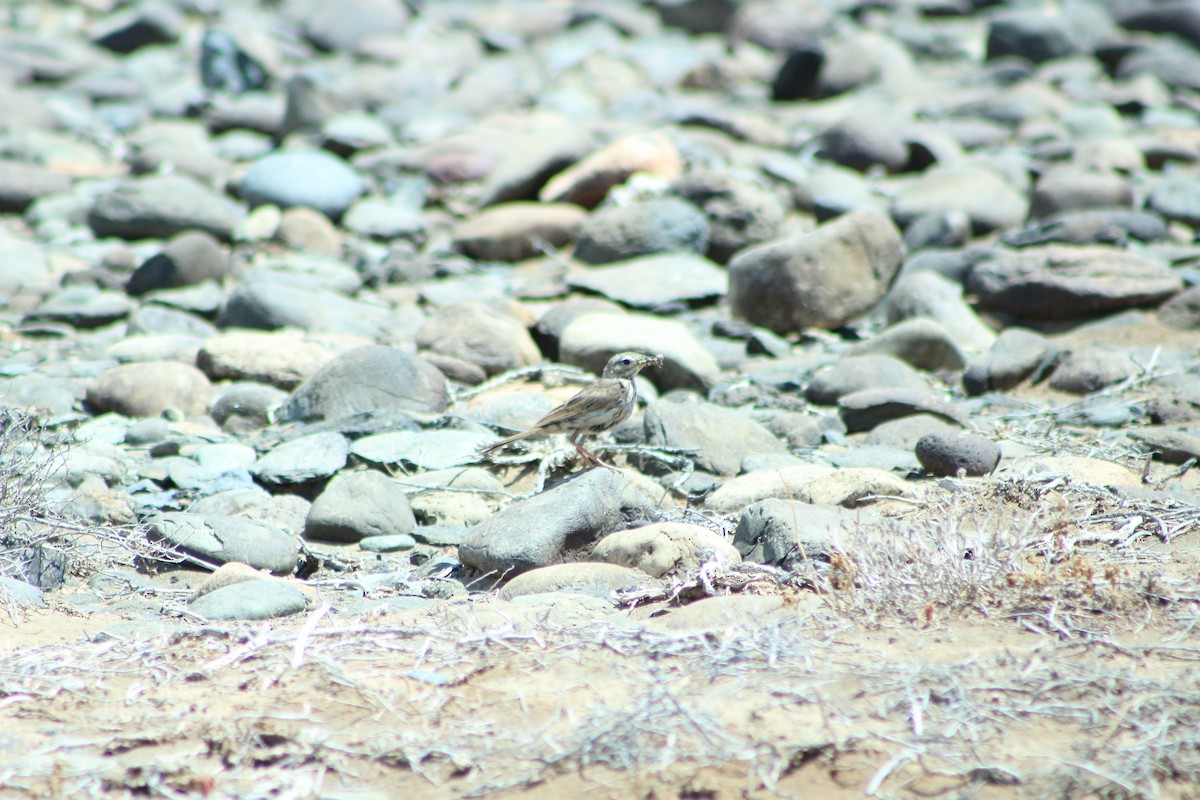 Berthelot's Pipit - ML623869997