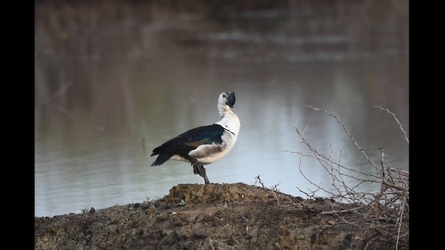 Knob-billed Duck - ML623870000
