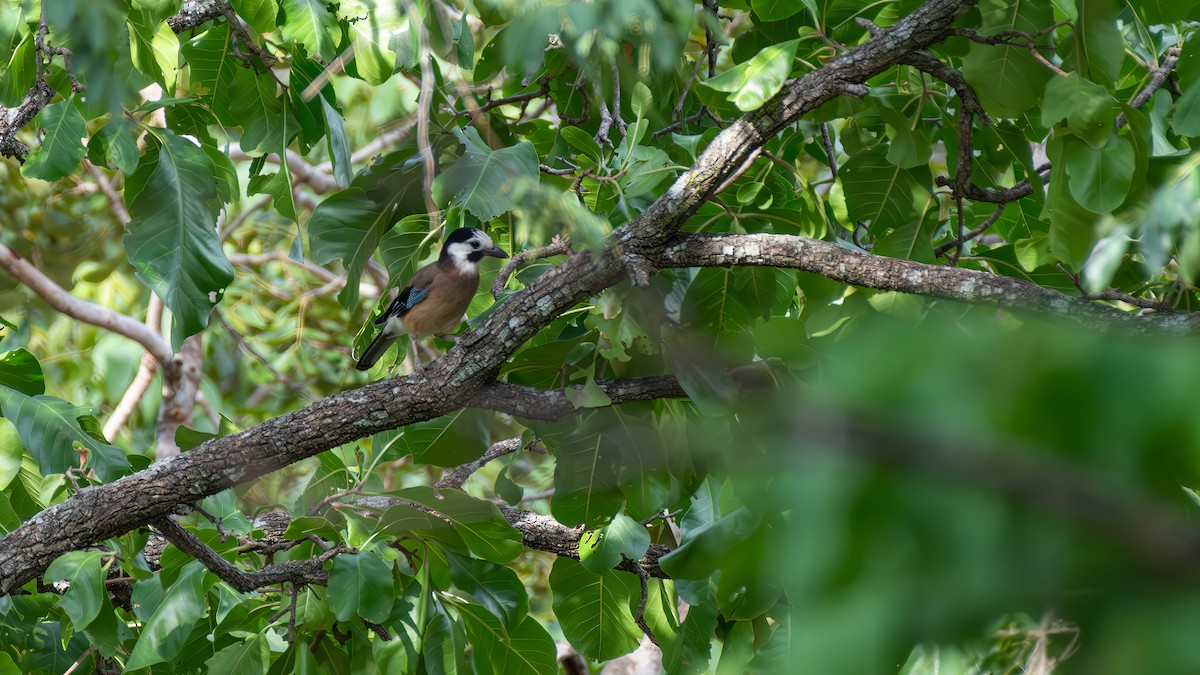 Eurasian Jay (White-faced) - Asim Hakeem