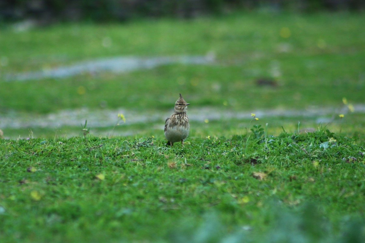 Cochevis huppé - ML623870068