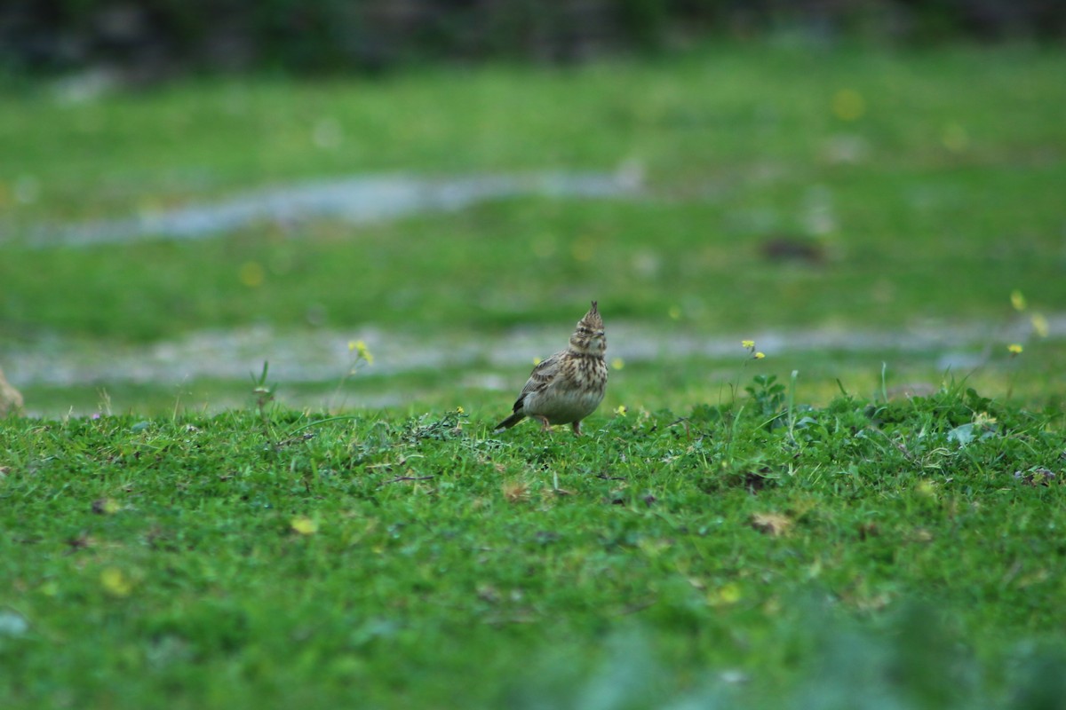 Cochevis huppé - ML623870069