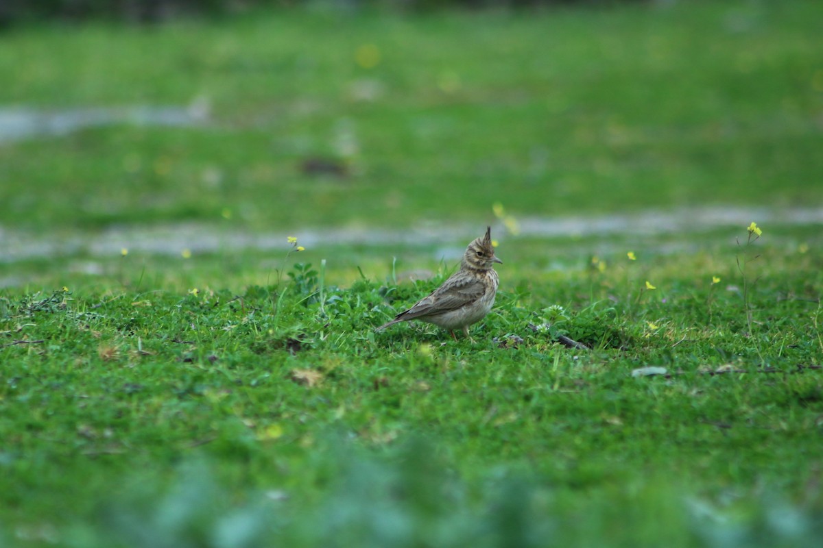 Cochevis huppé - ML623870070