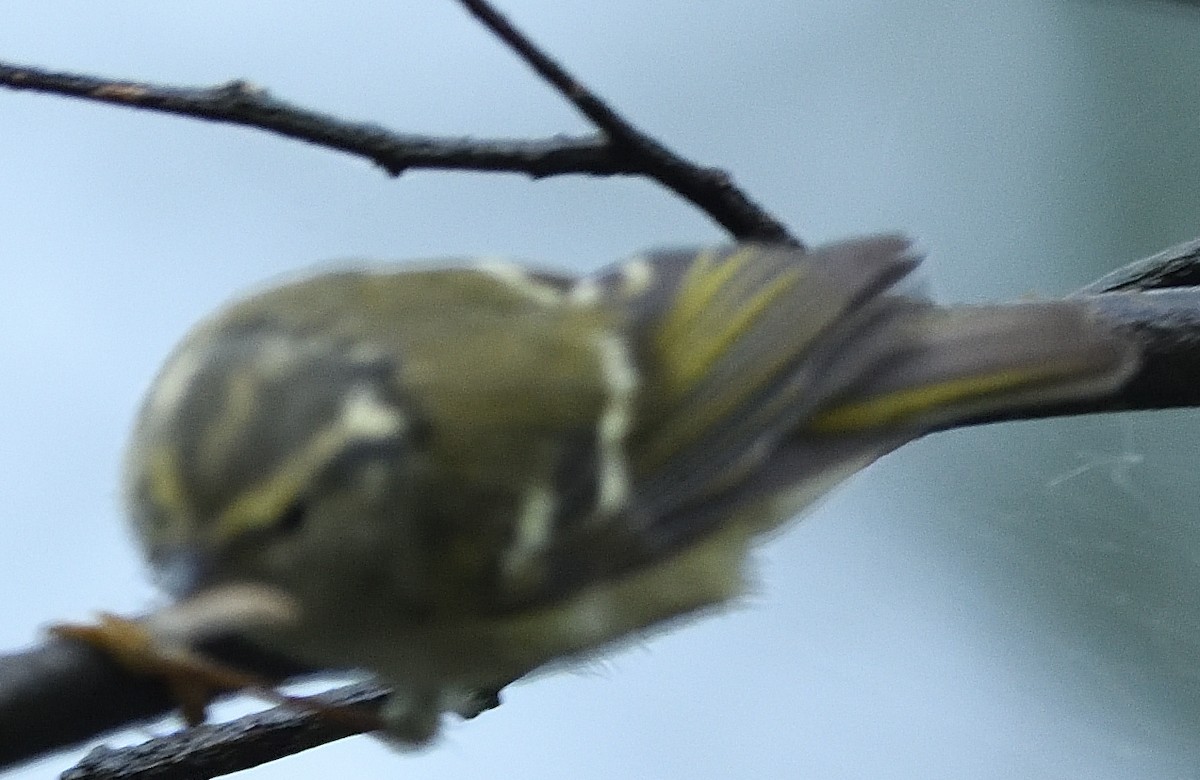 Lemon-rumped Warbler - ML623870079