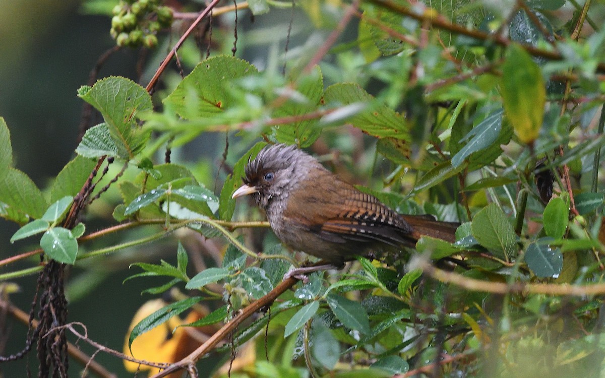 Rusty-fronted Barwing - ML623870080