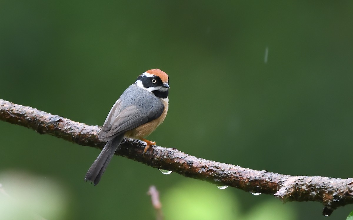 Black-throated Tit - ML623870086