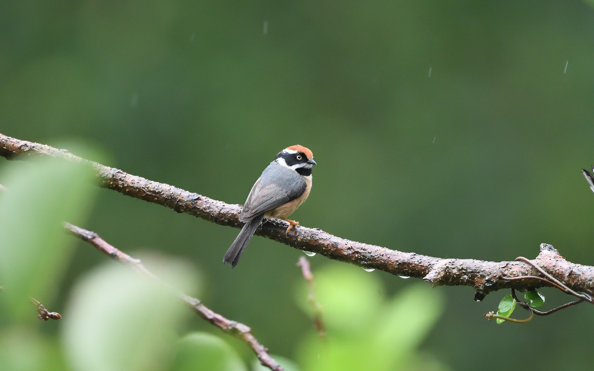 Black-throated Tit - ML623870087