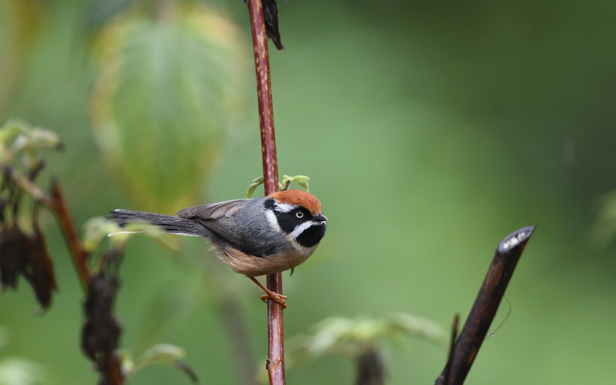 Black-throated Tit - ML623870088