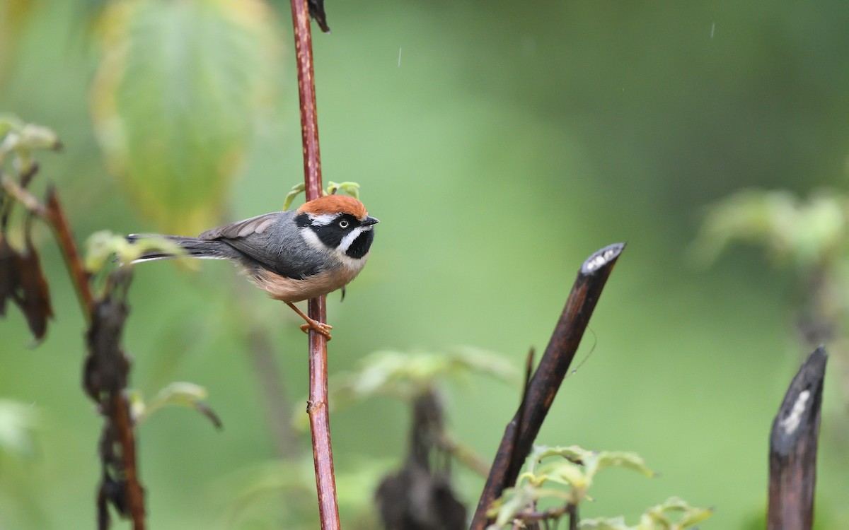 Black-throated Tit - ML623870089