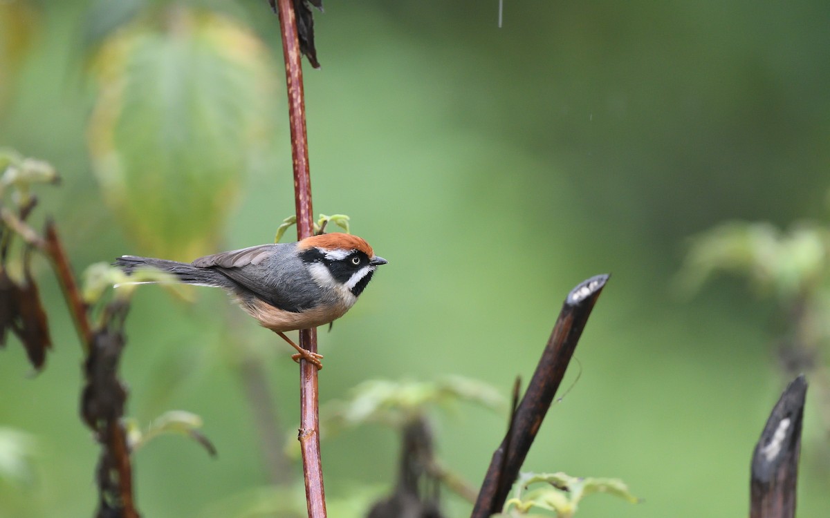 Black-throated Tit - ML623870090