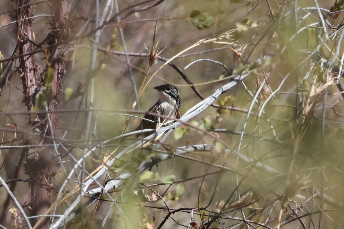 Carpentarian Grasswren - ML623870093