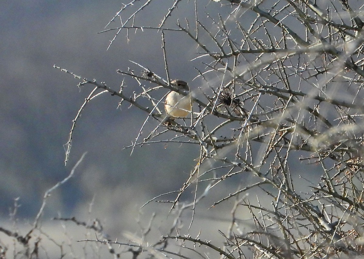 Lesser Shrike-Tyrant - ML623870098