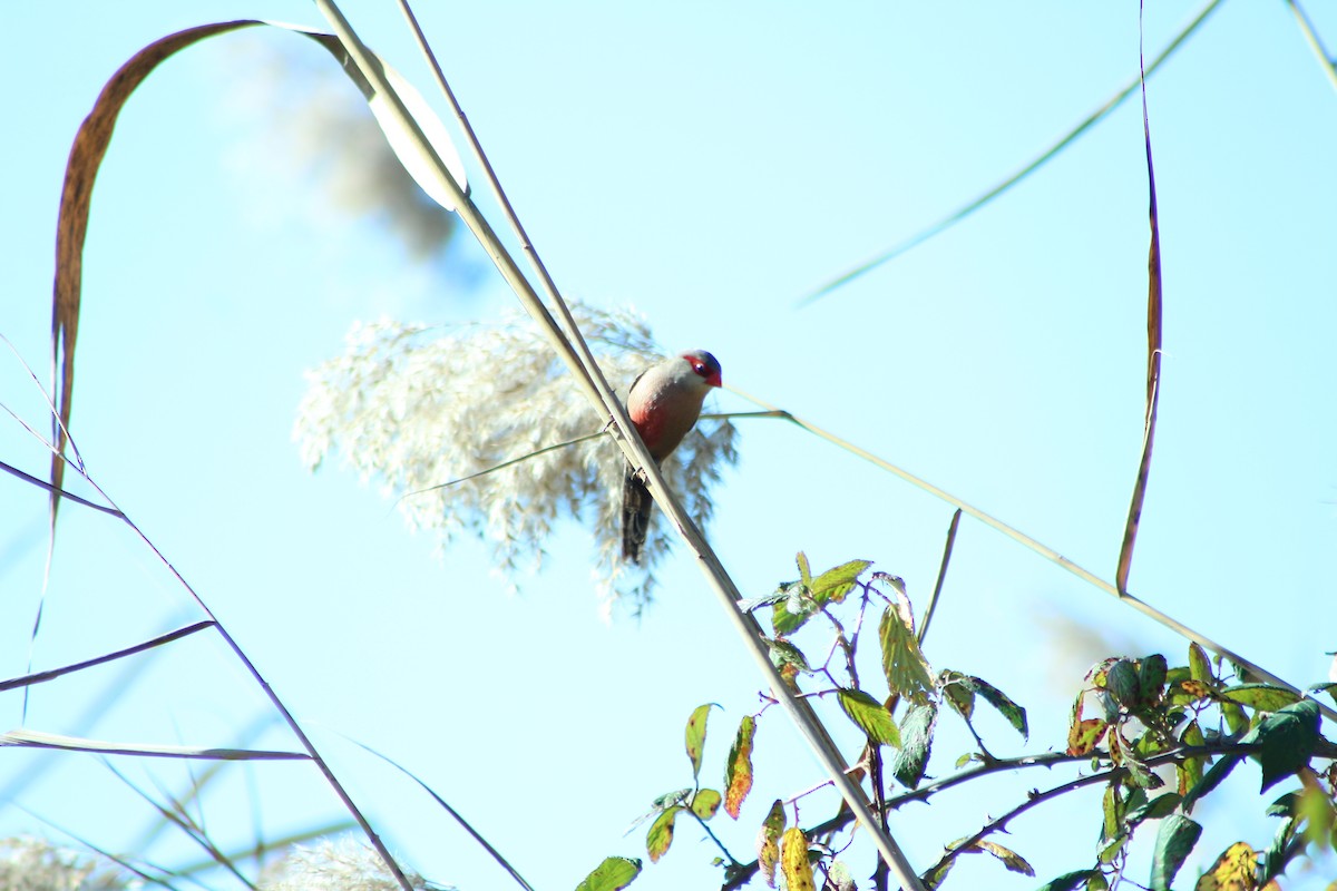 Common Waxbill - ML623870111