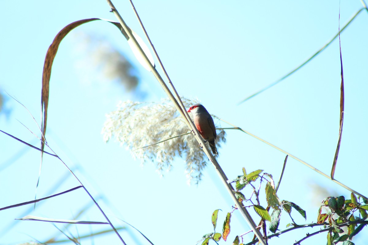 Common Waxbill - ML623870112