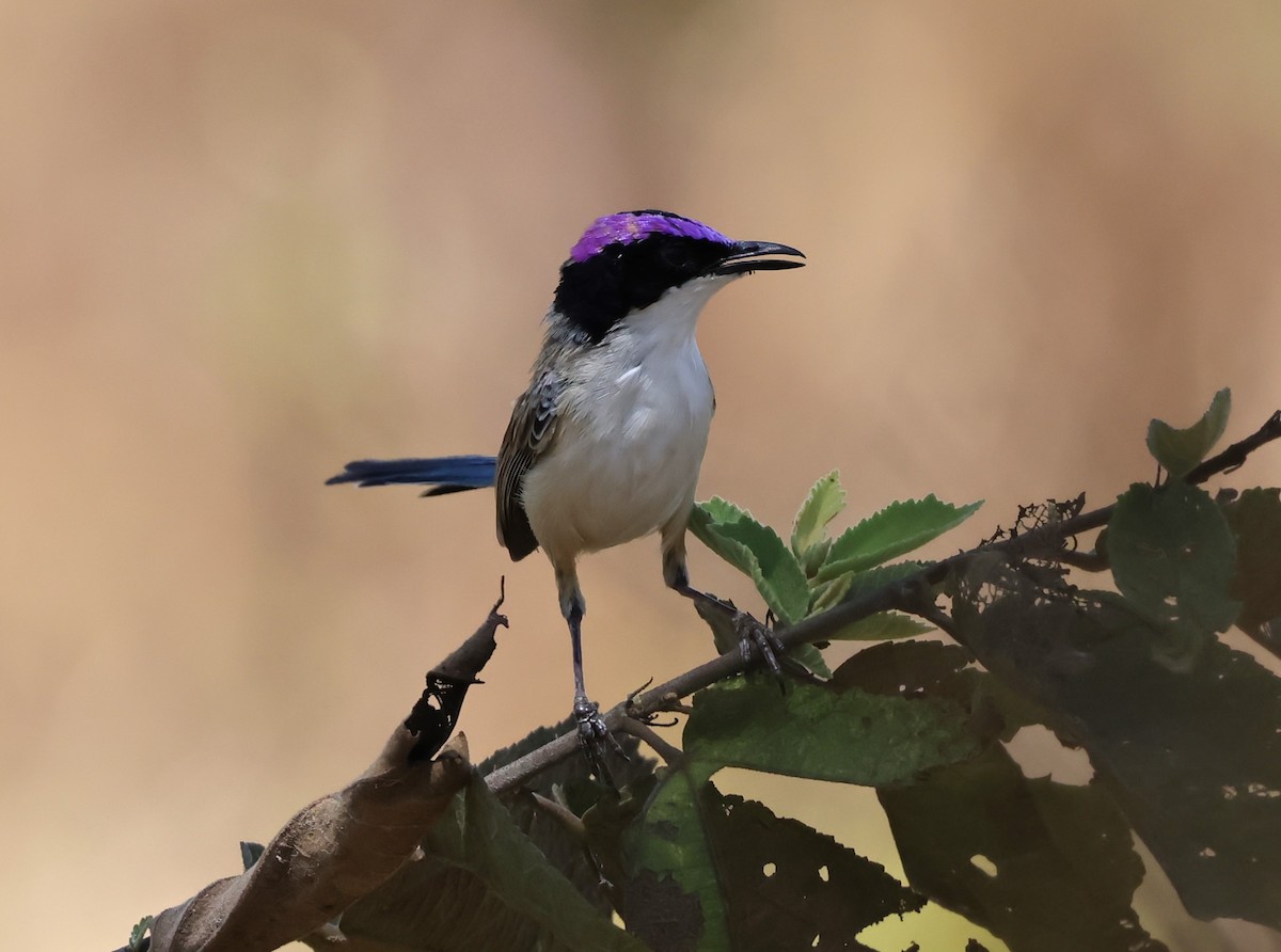 Purple-crowned Fairywren - ML623870116