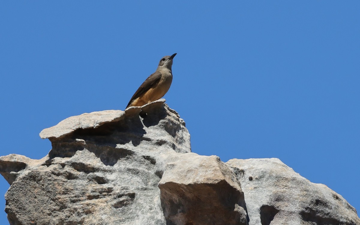 Sandstone Shrikethrush - Peter Sawyer