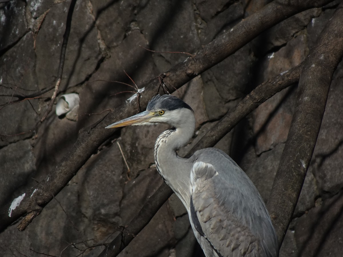 Gray Heron - ML623870139