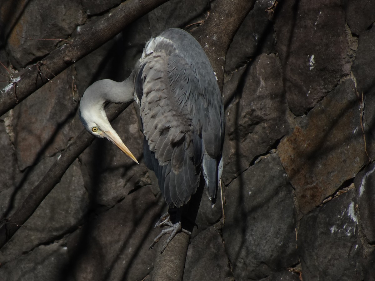 Gray Heron - ML623870140