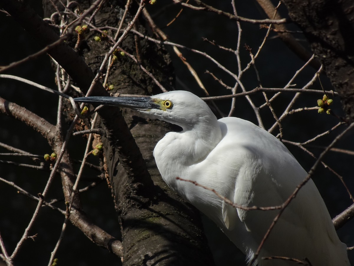 Little Egret - ML623870143