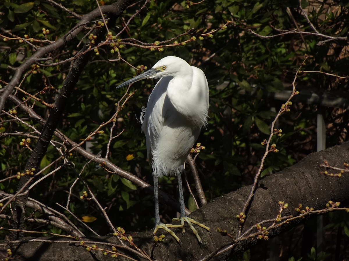 Little Egret - ML623870144