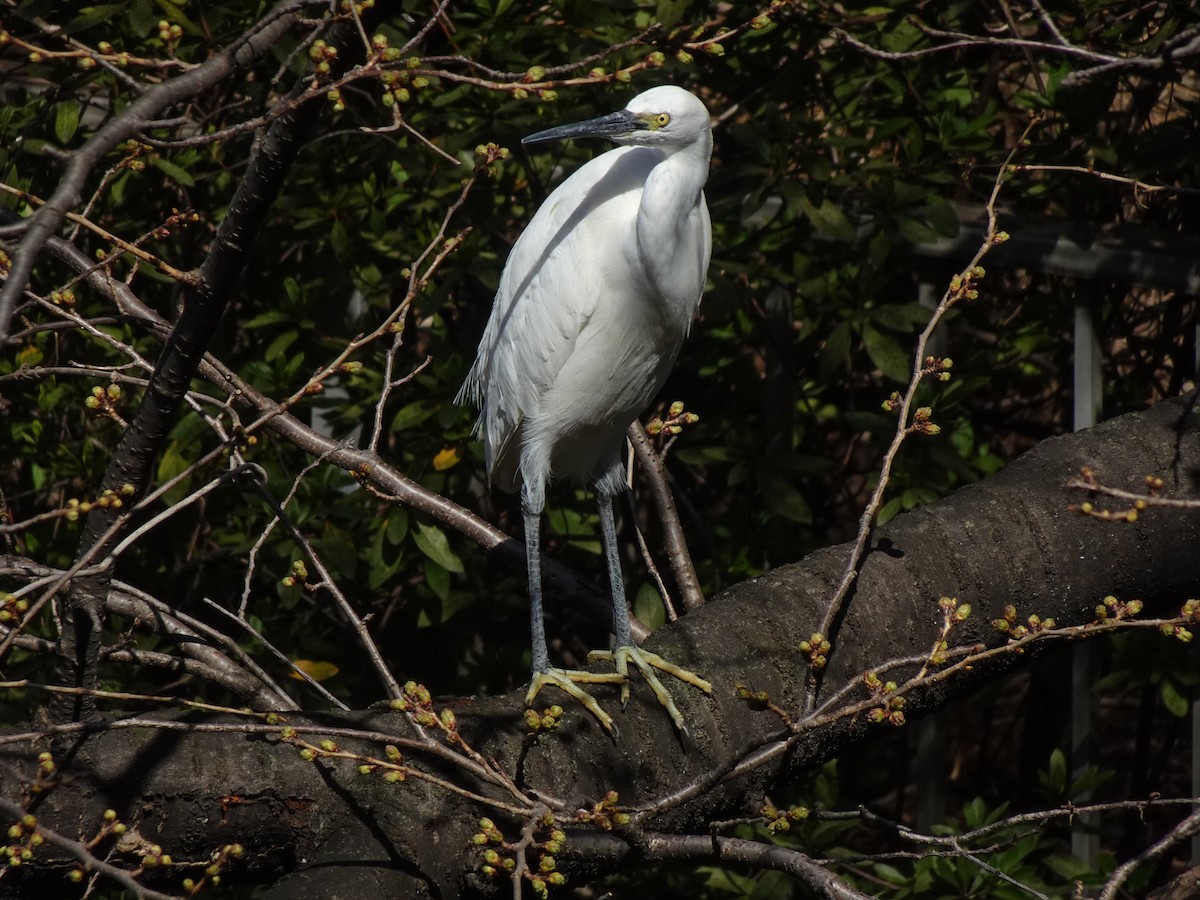 Little Egret - ML623870145